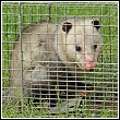 opossum in a trap