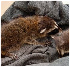 orphaned baby raccoons