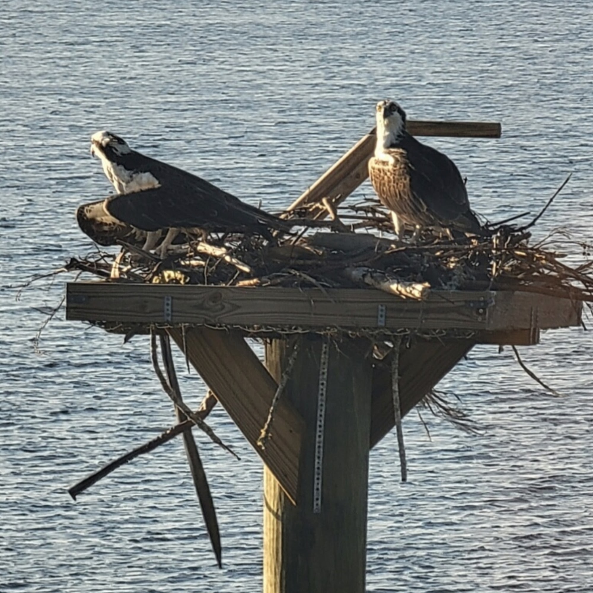 Two Ospreys on a nest platform (example)
