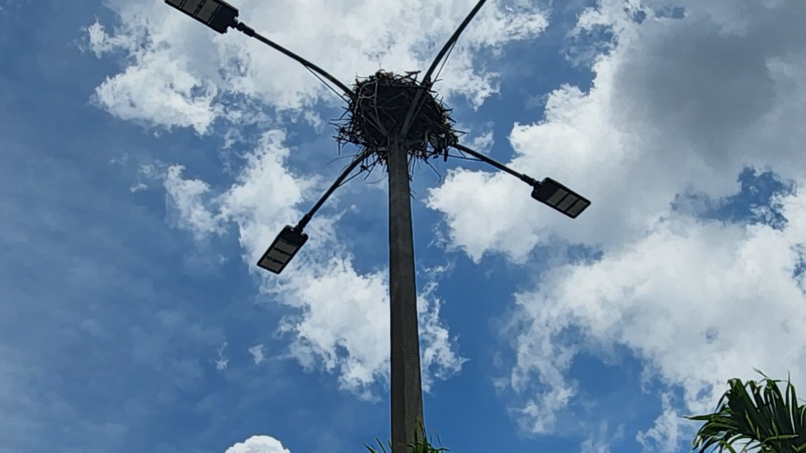 Osprey nesting on parking lot or stadium lighting (example 1)