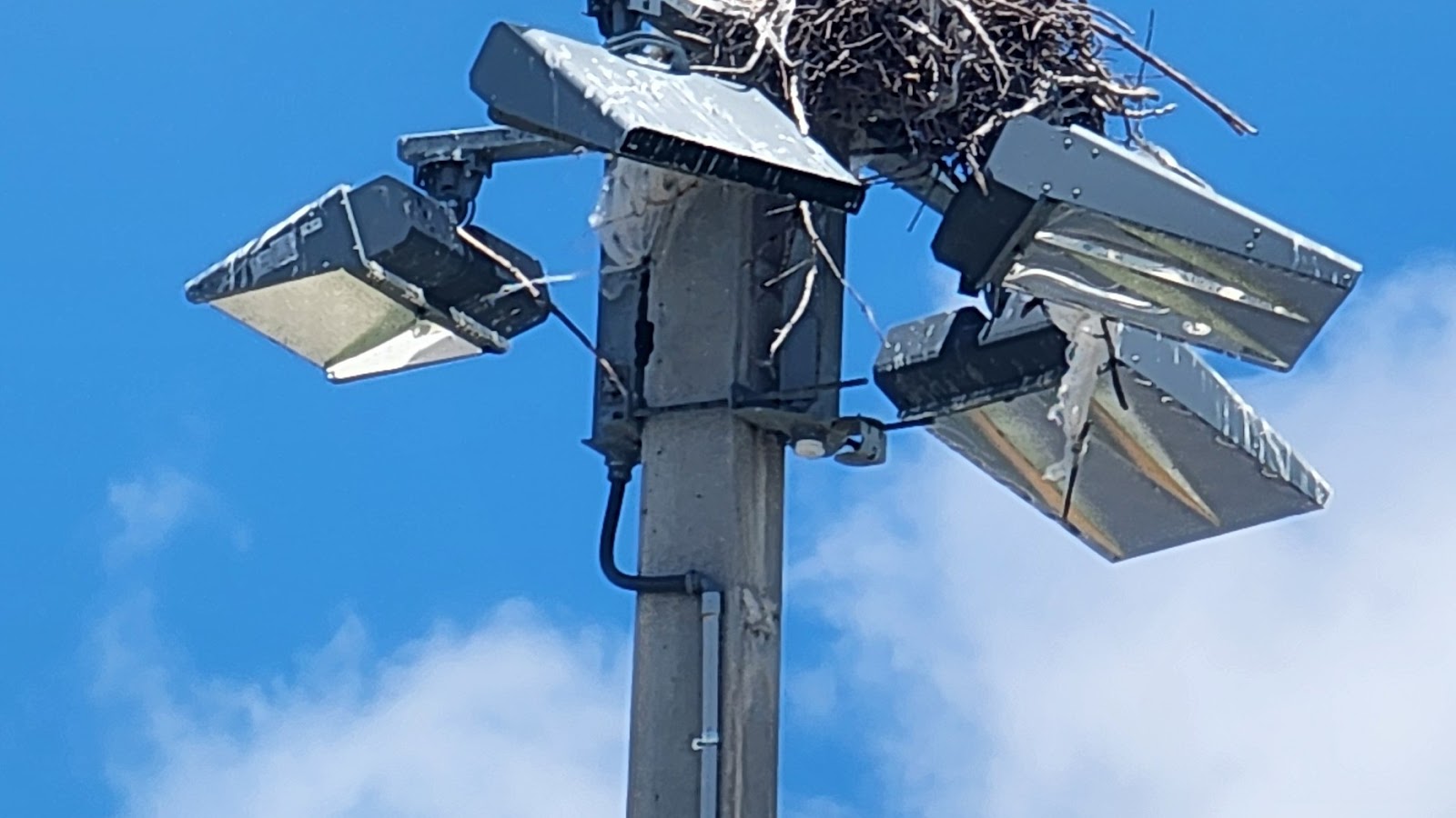 Osprey nesting on parking lot or stadium lighting (example 2)