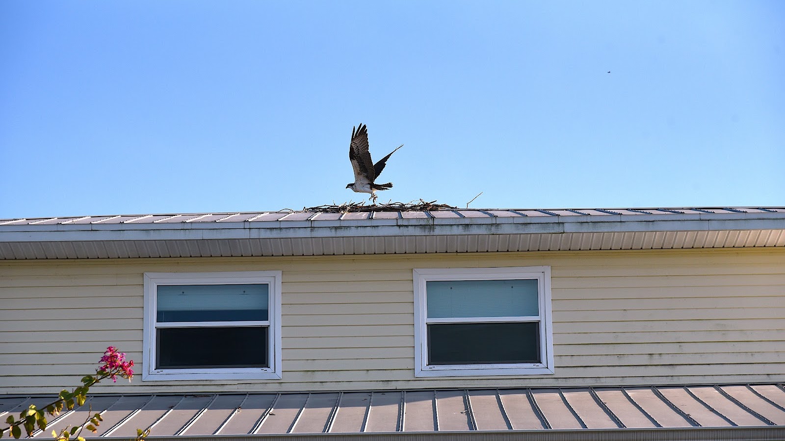 Osprey nesting on roof (Fort Myers Beach example)
