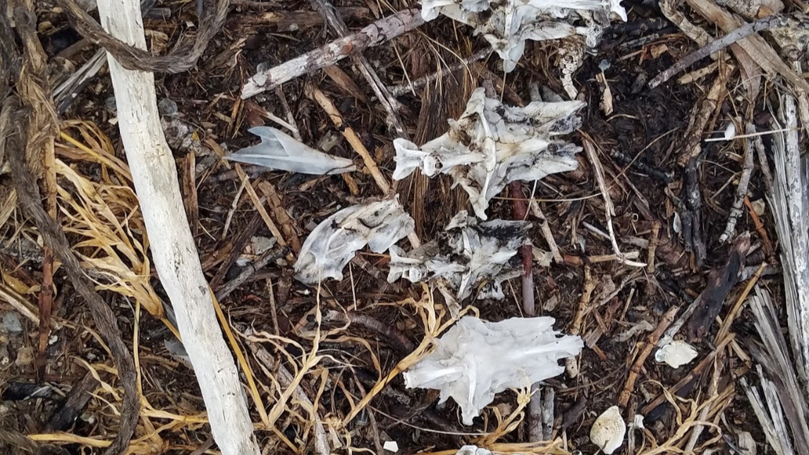 Osprey nest organic material causing soil and plant growth