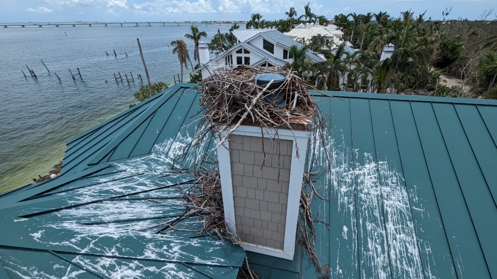Osprey nest on chimney cap with heavy guano and damage risk