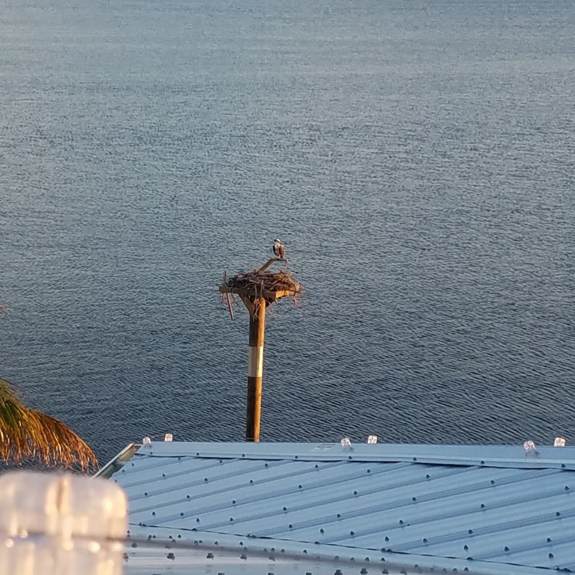 Metal roof rust-through nuisance example with low voltage deterrent and water-based platform