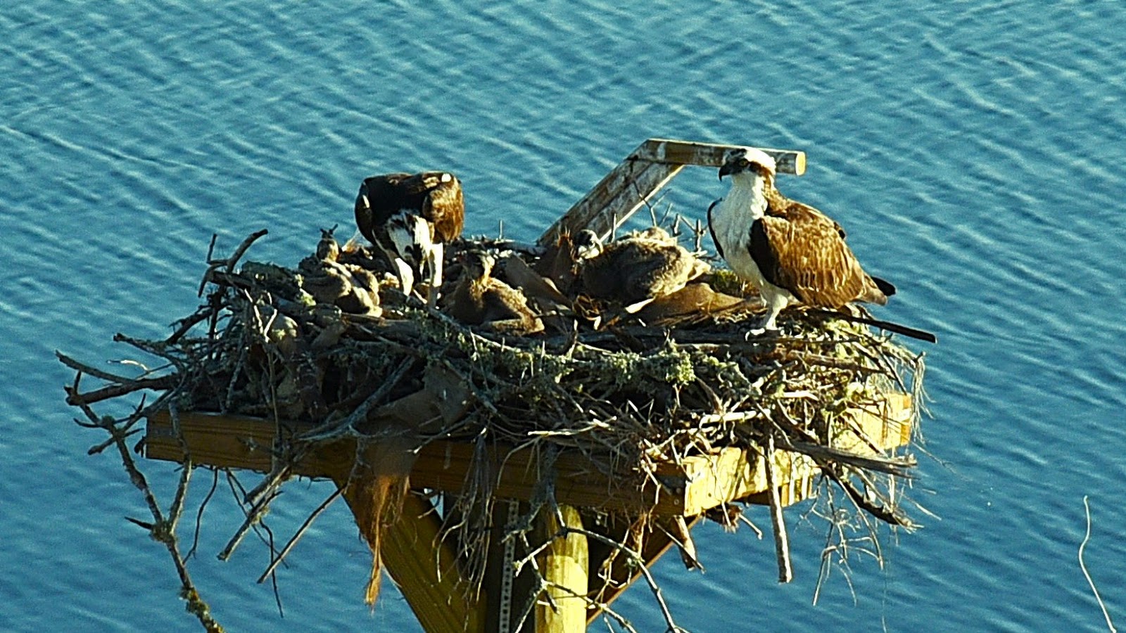 Osprey mother with chicks on a platform (example)