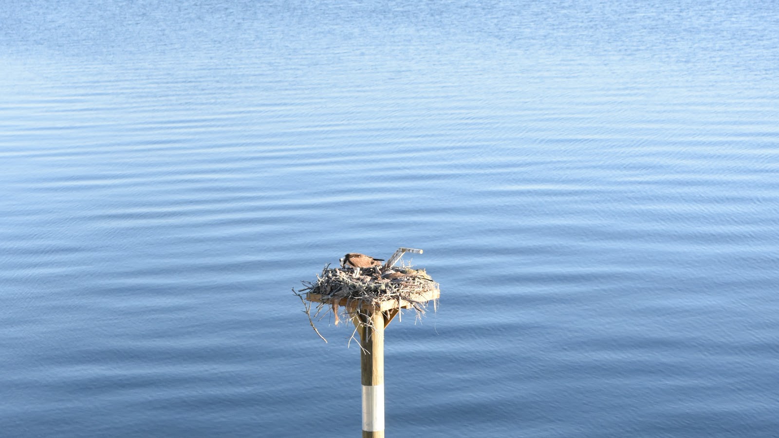 Water based pole and platform in Bokeelia (example)