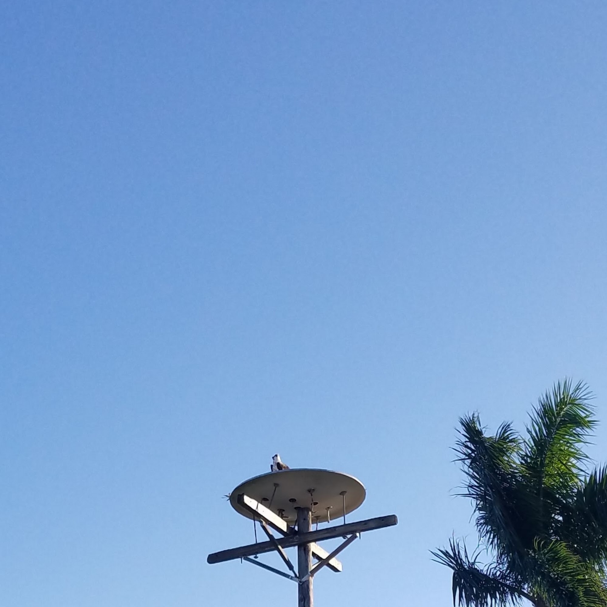 Dish-style round metal platform with drain holes (not recommended)