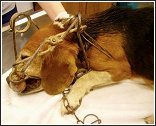 dog caught in wildlife trap