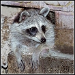 raccoon peeking of a hole that he has made while causing damage to a home