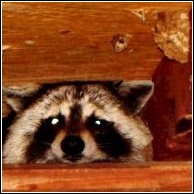 raccoon found by the skunk whisperer in a grand lake attic