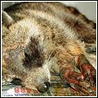 wildlife killed in trap