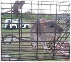 rat caught in live trap
