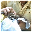 Ned Bruha reviving a baby raccoon