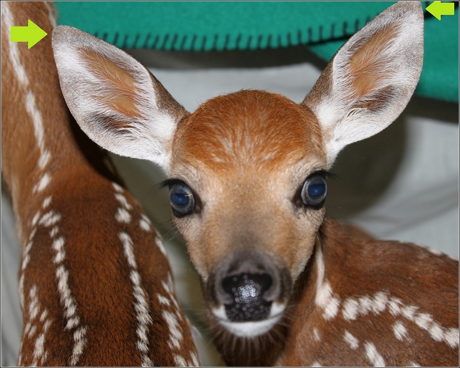 properly nourished fawn with straight ears