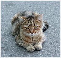 stray or feral cat on commercial property