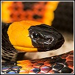 eastern coral snake in florida