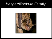 a bat, a member of the vespertilionidae family from the order chiroptera