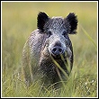 wild pig in suburban field