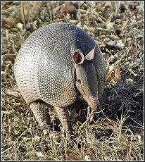 armadillo out looking for food