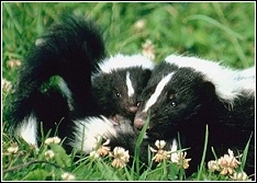 mother and baby skunk