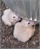 two baby barn owls living in a residential chimney