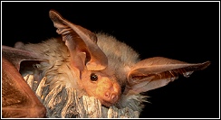 pallid bat portrait