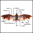 labeled diagram identifying the different body parts of a bat's anatomy