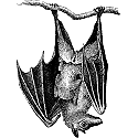 drawing of bat hanging upside down