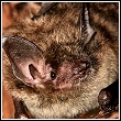 close up of a bat's face as he hides up in the rafters