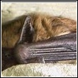 close up of a bat taken by the skunk whisperer that shows its inability to get into an excluded home