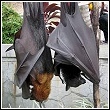 giant flying fox megabats hanging around on a street in Bali
