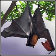 silhouette of a fruit bat