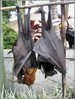 pallid bat portrait