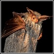 portrait of a pallid bat on log