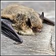 pipistrelle bat resting on a piece of wood