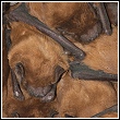 a section from a colony of bats clusting close together