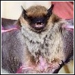 big brown bat discovered by the skunk whisperer during a bat control project showing off its wing span