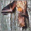 a mother bat and her baby roosting in a tree