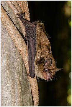 big brown bat clinging to tree