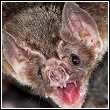 close up of a vampire bat showing teeth