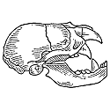 illustration of a vampire skull