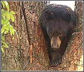 bear found in a tree in claremore, oklahoma