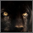black panther, also called a black jaguar or leopard