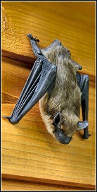 free roosting bat on siding behind shutter