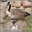 resident goose with nest of eggs