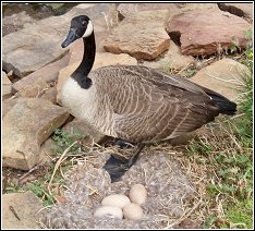 goose protecting eggs in nest on parking lot landscaping