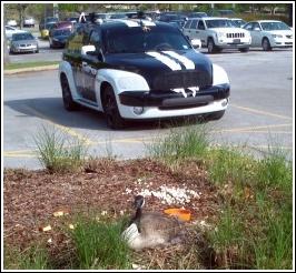 goose taking up residency in a shopping center parking lot