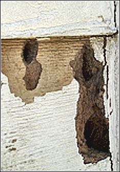 an example of woodpecker damage to home siding