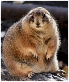 Woodchucks & Groundhogs - The Wildlife Whisperer